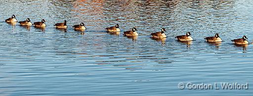 Got My Geese In A Row_DSCF5720.jpg - Photographed along the Saint Lawrence Seaway at Brockville, Ontario, Canada.